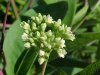 Budding Indian Hemp (Apocynum cannabinum) (A Dogbane - True Hemp is Cannabis; another family)