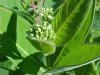 Budding Indian Hemp (Apocynum cannabinum) (A Dogbane - True Hemp is Cannabis; another family)
