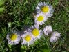 Daisy Fleabane (Erigeron annus)