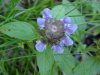 Heal-all; Self-heal (Prunella vulgaris)