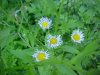 Daisy Fleabane (Erigeron annus)