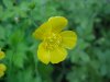 Common Buttercup (Ranunculus acris)