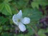 Swamp Dewberry; Brisly Dewberry  (Rubus hispidus)