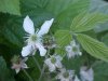 Swamp Dewberry; Brisly Dewberry  (Rubus hispidus)