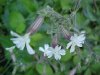 White Campion; Evening Lychnis; White Cockle (Silene latifolia, Silene Alba)