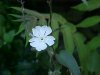 White Campion; Evening Lychnis; White Cockle (Silene latifolia, Silene Alba)