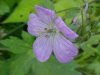 Wild Geranium; Crane's Bill (Geranium maculatum)