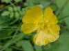 Common Buttercup (Ranunculus acris)