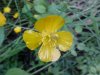 Common Buttercup (Ranunculus acris)