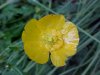 Common Buttercup (Ranunculus acris)
