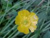 Common Buttercup (Ranunculus acris)