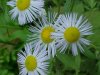 Philadelphia Fleabane (Erigeron philadelphicus)