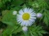 Philadelphia Fleabane (Erigeron philadelphicus)