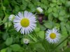 Philadelphia Fleabane (Erigeron philadelphicus)