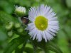 Philadelphia Fleabane (Erigeron philadelphicus)
