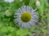 Philadelphia Fleabane (Erigeron philadelphicus)