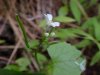 Garlic Mustard (Alliaria petiolata)