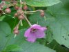 Purple-flowering Raspberry (Rubus odoratus)