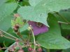 Purple-flowering Raspberry (Rubus odoratus)