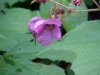 Purple-flowering Raspberry (Rubus odoratus)