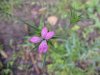 Deptford Pink; Grass Pink (Dianthus ameria)