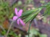 Deptford Pink; Grass Pink (Dianthus ameria)