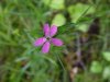 Deptford Pink; Grass Pink (Dianthus ameria)