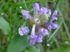 Heal-all; Self-heal (Prunella vulgaris)