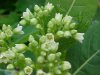 Indian Hemp (Apocynum cannabinum) (A Dogbane - True Hemp is Cannabis; another family)