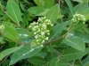 Indian Hemp (Apocynum cannabinum) (A Dogbane - True Hemp is Cannabis; another family)