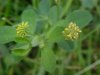 Black Medick (Medicago lupulina)