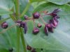 Black swallow-wort (Cynanchum nigrum; Cynanchum rossicum)