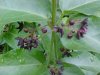 Black swallow-wort (Cynanchum nigrum; Cynanchum rossicum)