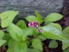 Lady's Thumb (Polygonum persicaria)