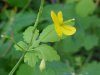 Greater Celandine; Wartweed (Chelidonium majus)