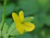 Greater Celandine; Wartweed (Chelidonium majus)
