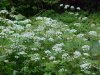Wild Angelica (Angelica triquinata) - described as closely resembling the very poisoness Water Hemlock (Cicuta maculata)
