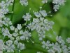 Wild Angelica (Angelica triquinata) - described as closely resembling the very poisoness Water Hemlock (Cicuta maculata)