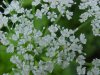 Wild Angelica (Angelica triquinata) - described as closely resembling the very poisoness Water Hemlock (Cicuta maculata)
