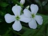 Dame's Rocket; Dame's Violet; Mother-of-the-Evening (Hesperis matronalis)
