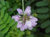 Crown Vetch (Coronilla varia)
