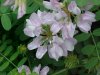 Crown Vetch (Coronilla varia)