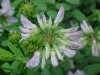 Crown Vetch (Coronilla varia)