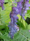 Cow Vetch; Blue Vetch (Vicia cracca)