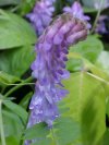 Cow Vetch; Blue Vetch (Vicia cracca)