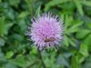 Canadian Thistle (Cirsium arvense) (called a Creeping Thistle in Europe)