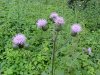 Canadian Thistle (Cirsium arvense) (called a Creeping Thistle in Europe)