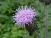 Canadian Thistle (Cirsium arvense) (called a Creeping Thistle in Europe)