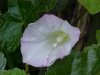 Field Bindweed (Convolvulus arvensis)