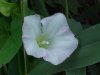 Field Bindweed (Convolvulus arvensis)